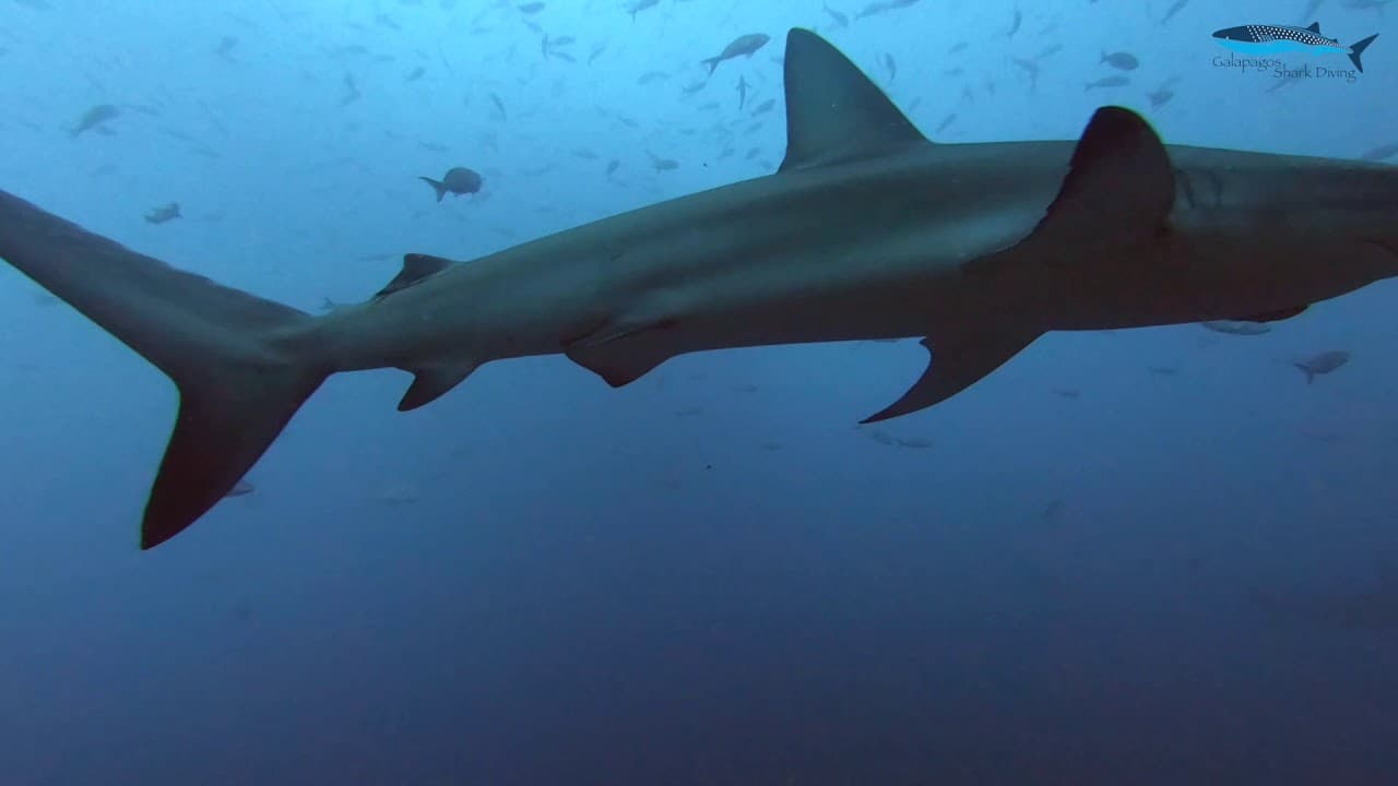 Scuba Diving Palau for Manta Rays and World-Class Drift Dives