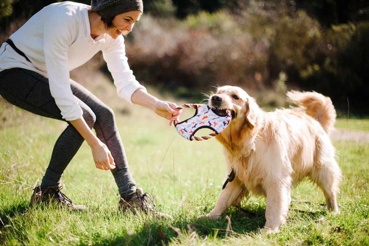 Improve Site Security Through Security Dog Services Cheltenham Support